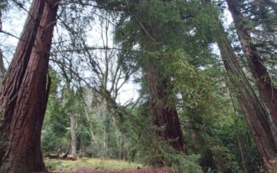 Caretakers of Giants