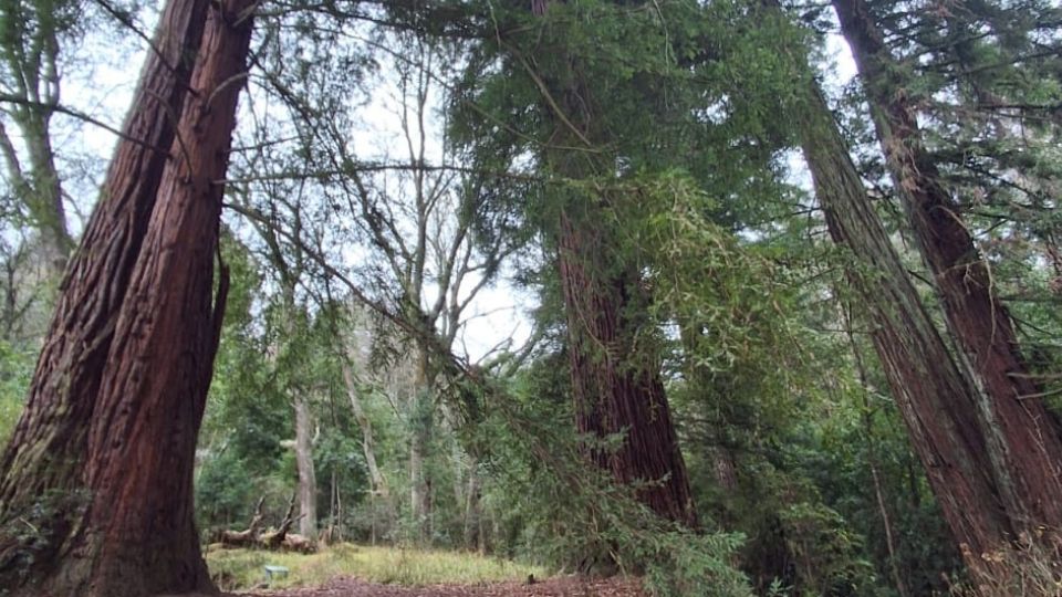 Caretakers of Giants